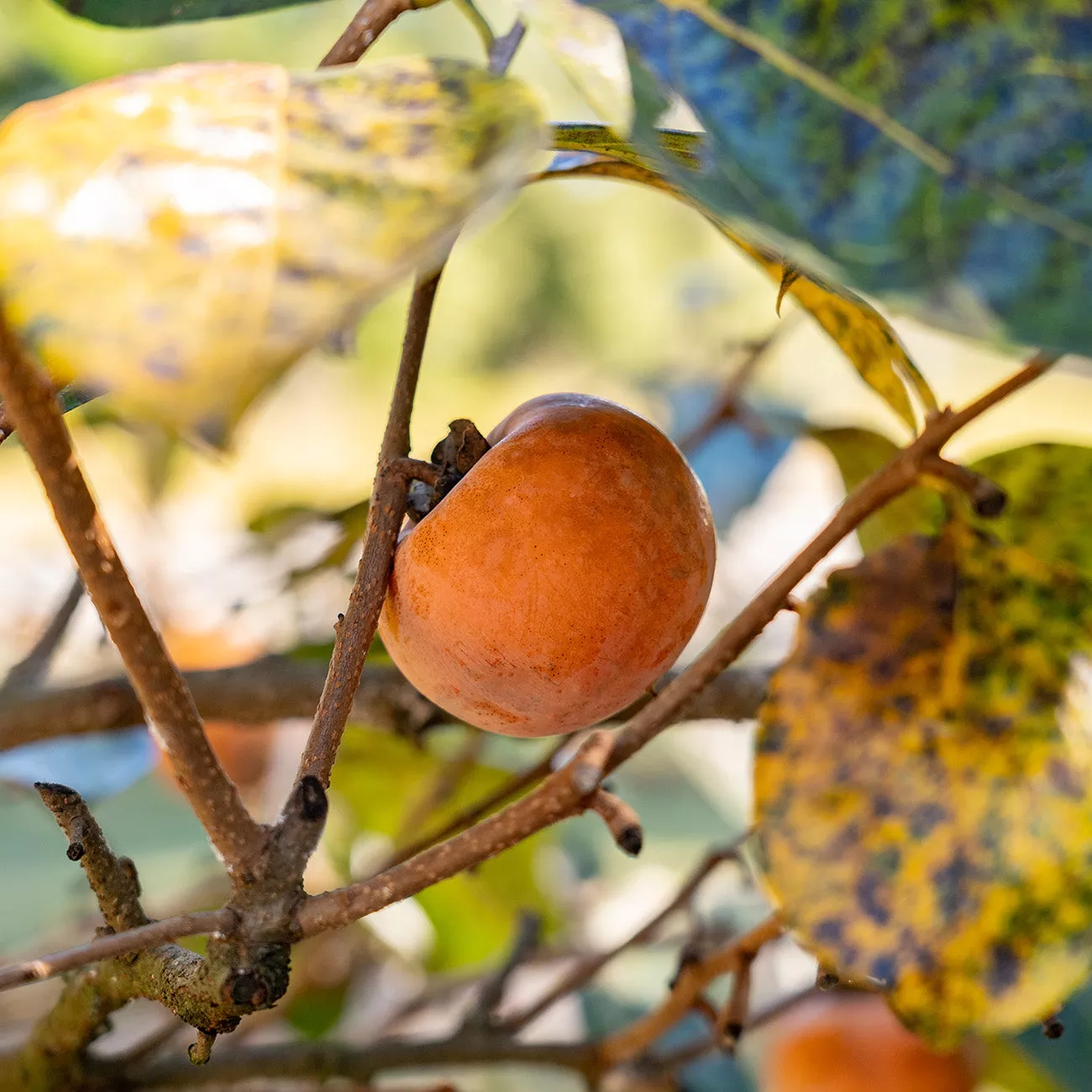 Nikita’s Gift Persimmon Tree – 2-3 ft