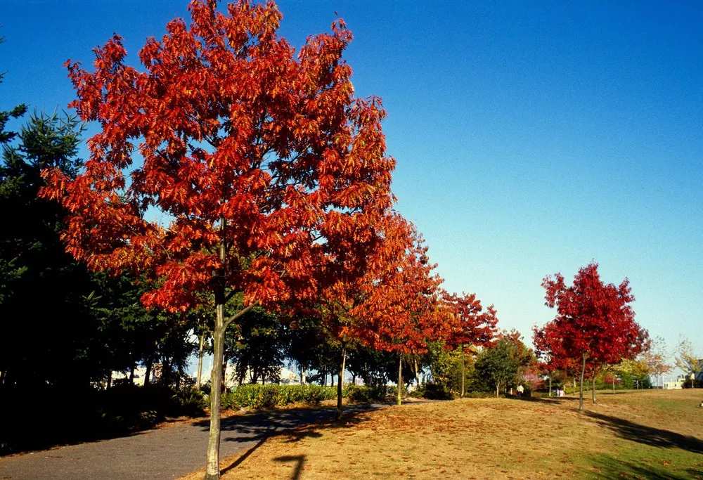Northern Red Oak