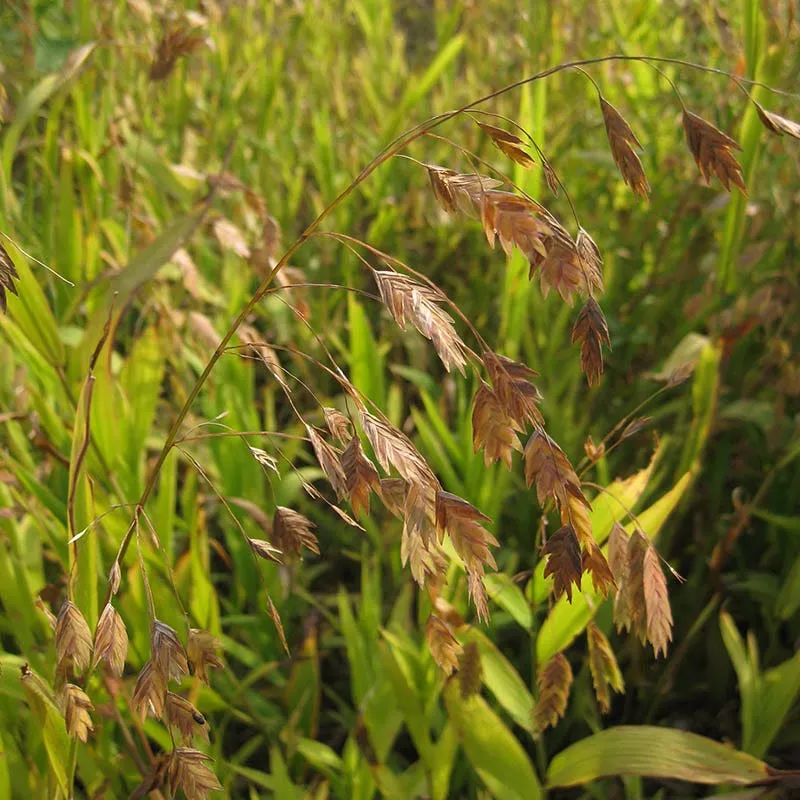 Northern Sea Oats