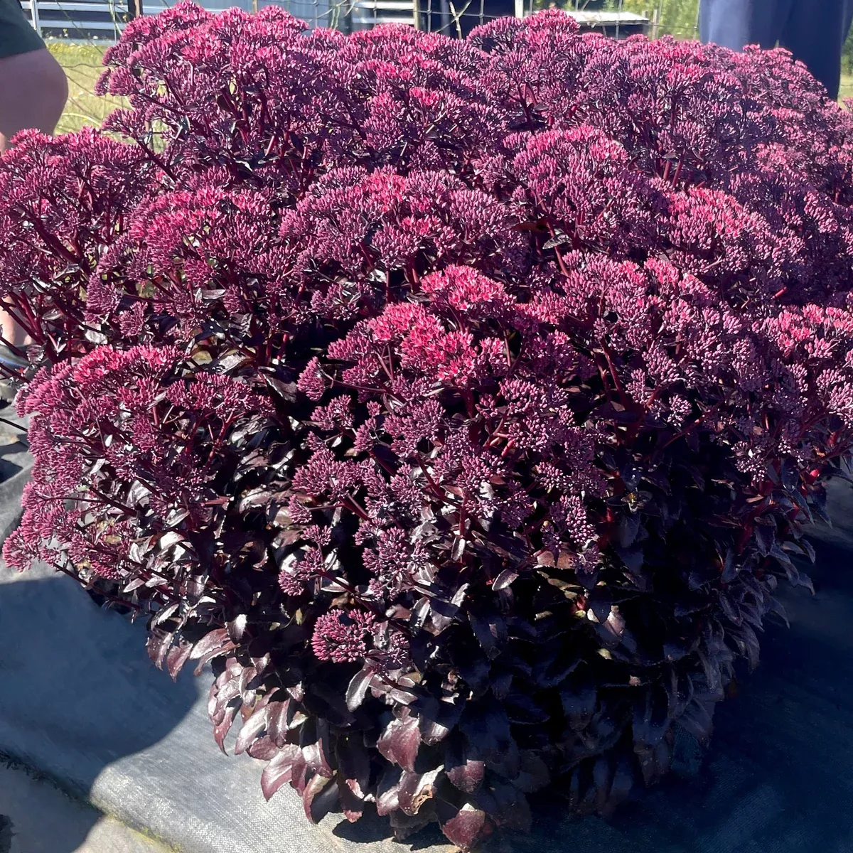 Nova Cherry Fizz Sedum (Upright Stonecrop)