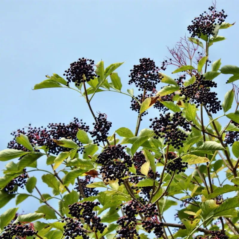 Nova Elderberry Plant