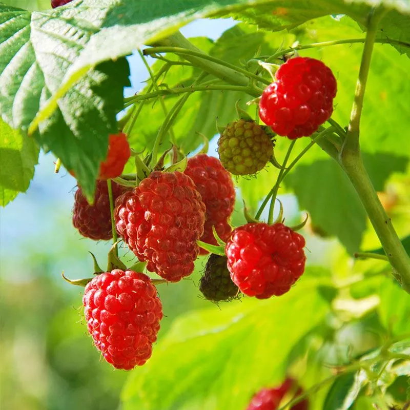 Nova Red Raspberry Plant
