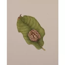 Nut Walnut Carpathian