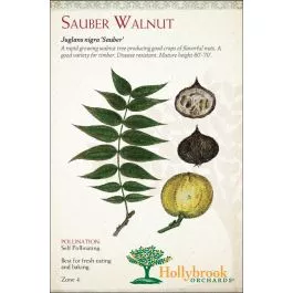 Nut Walnut Sauber