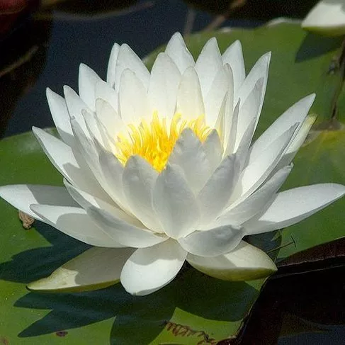 Nymphaea Chubby