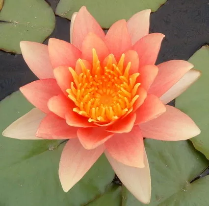 Nymphaea Comanche