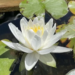 Nymphaea Perry’s Double White