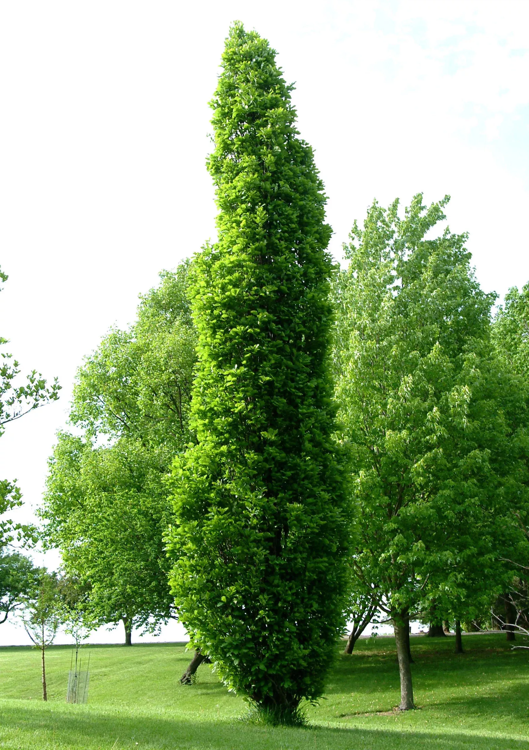 Oak - Kindred Spirit