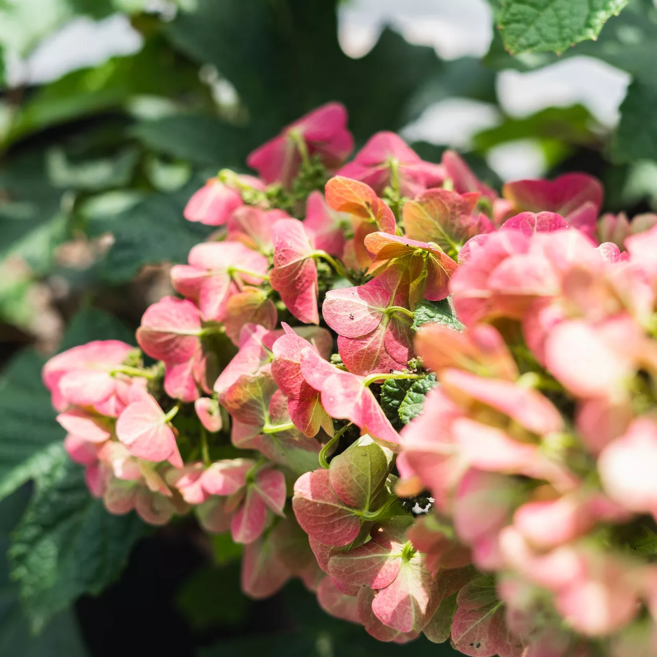 Oakleaf Ruby Slippers Hydrangea Bush – 3 Gallon