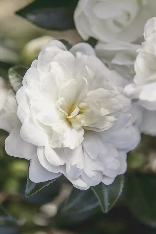October Magic Bride Camellia - 2 Gallon Pot