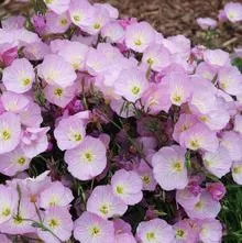 Oenothera berlandieri ‘Twilight’