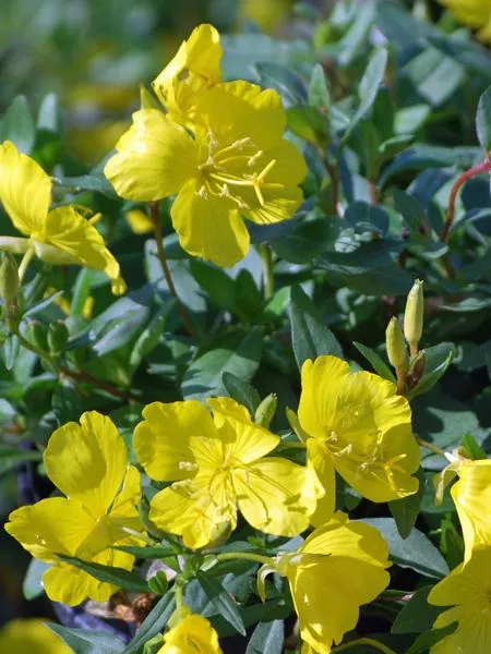 Oenothera fruticosa (Sundrops)