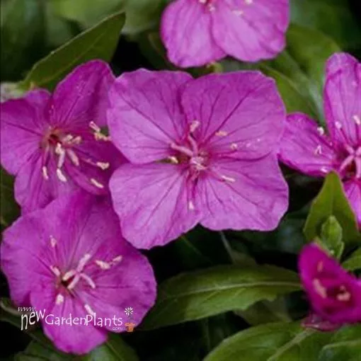 Oenothera 'Glowing Magenta' - One Quart Pot