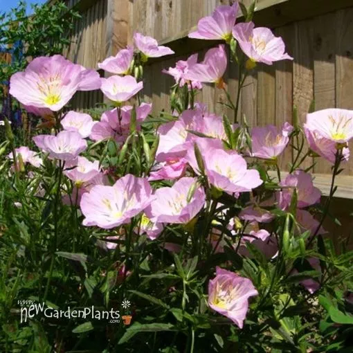 Oenothera 'Twilight' PPAF - One Quart Pot