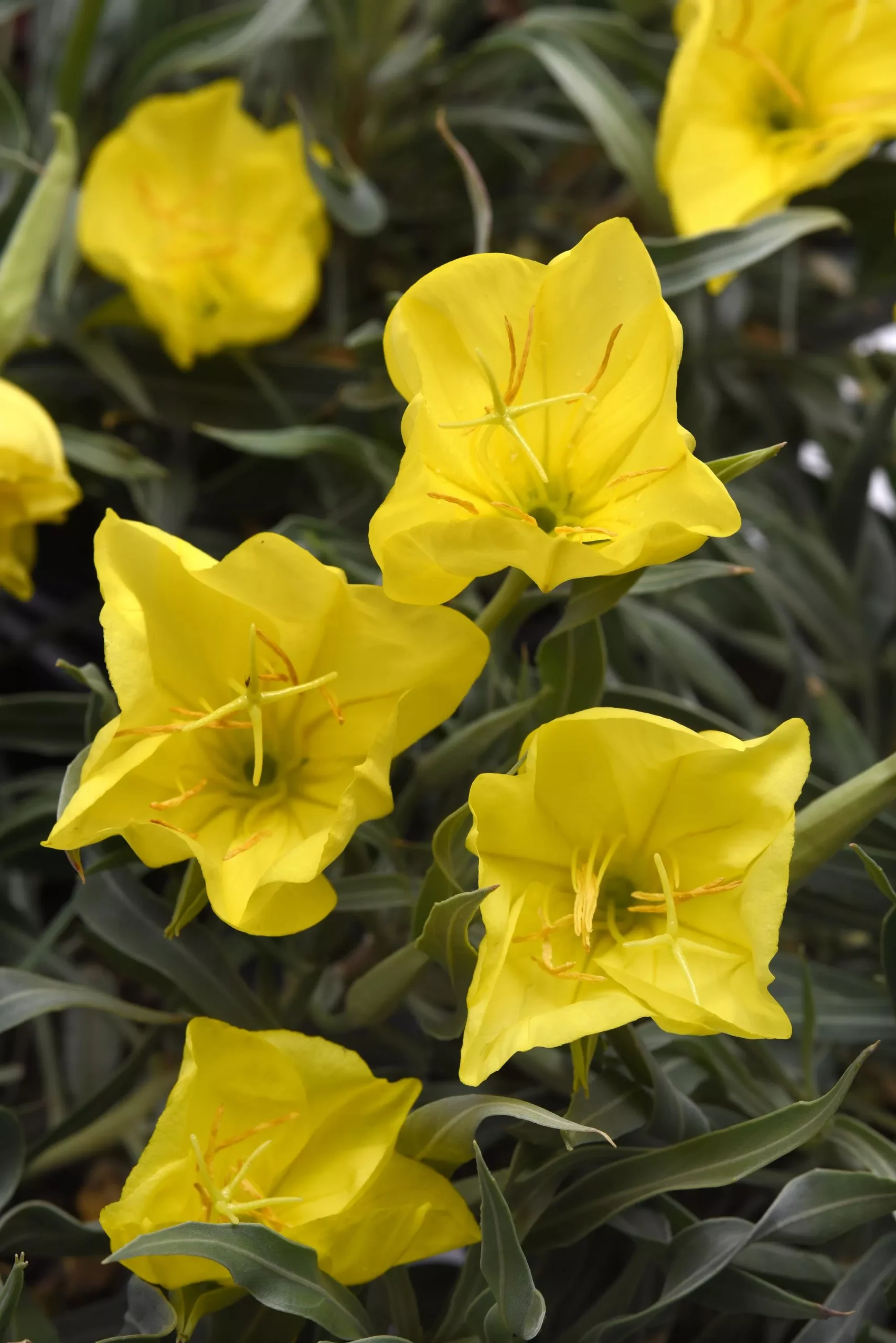 Oenotheramissouriensis "Evening Sun"