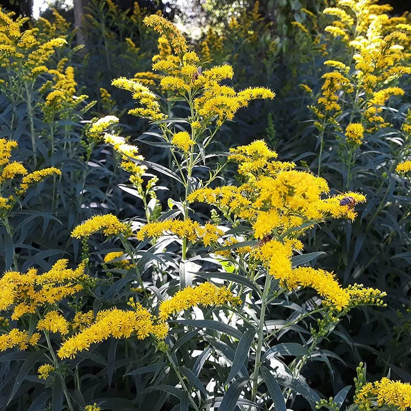 Old Field Goldenrod