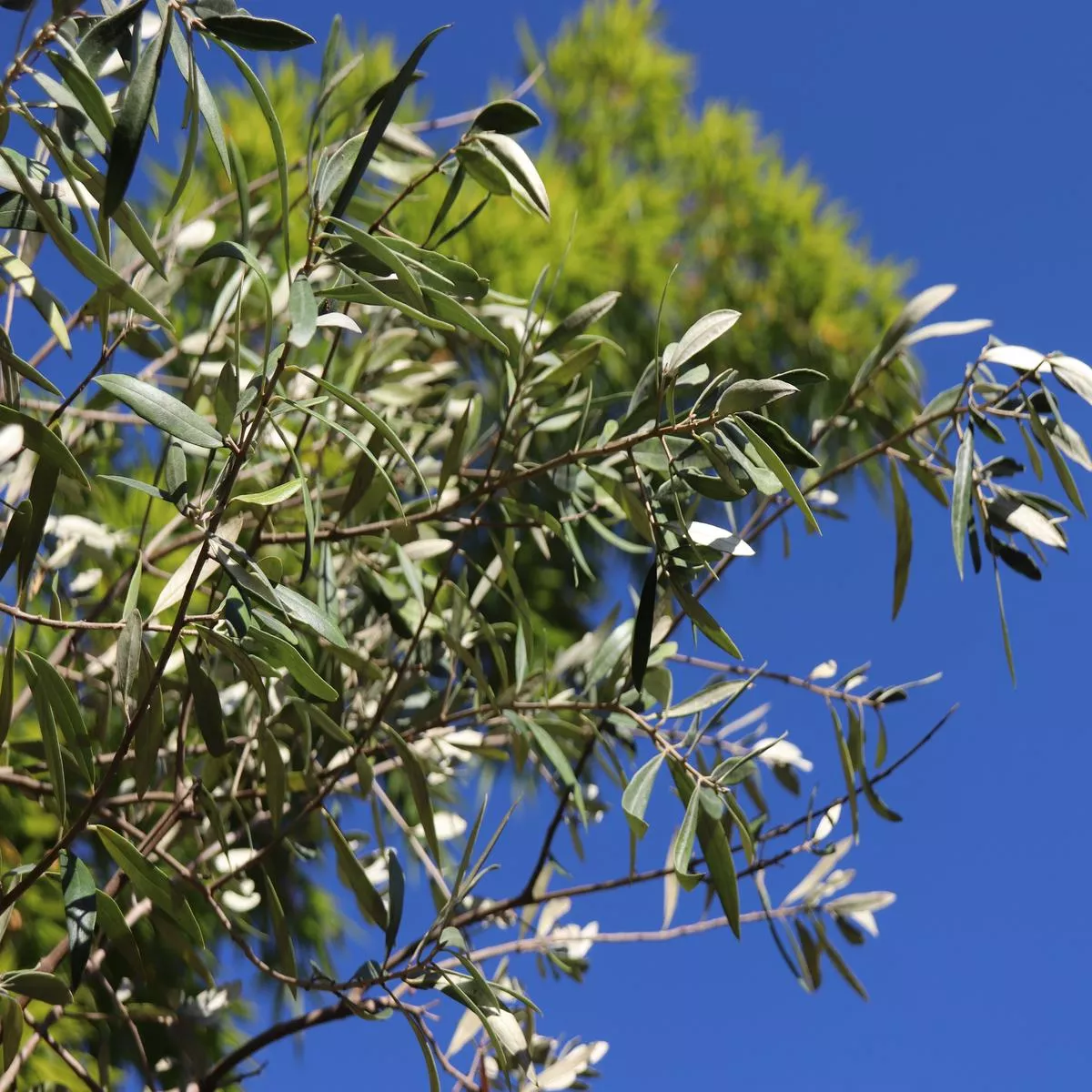 Olea europaea’Pendolino
