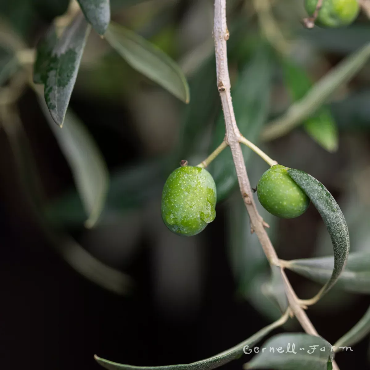 Olea Mission 8in Deco Pot Olive