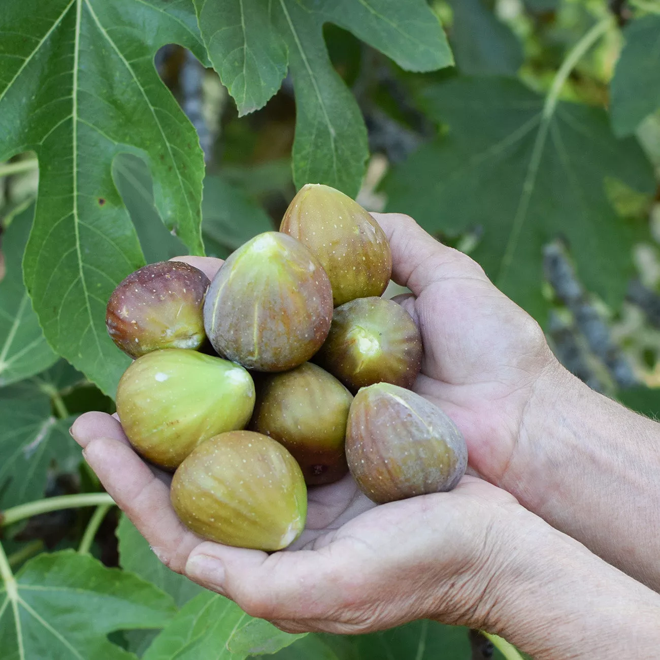 Olympian Fig Tree – 1 Gallon