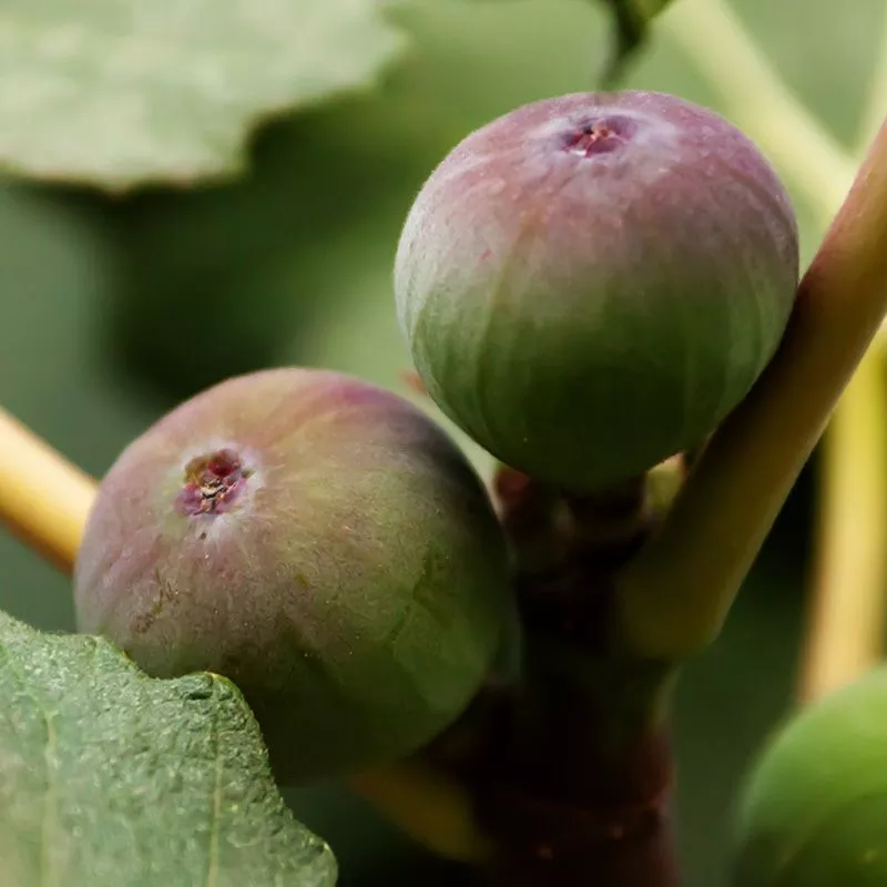 Olympian Fig Tree