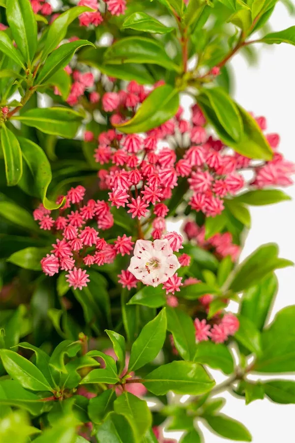 Olympic Fire Mountain Laurel