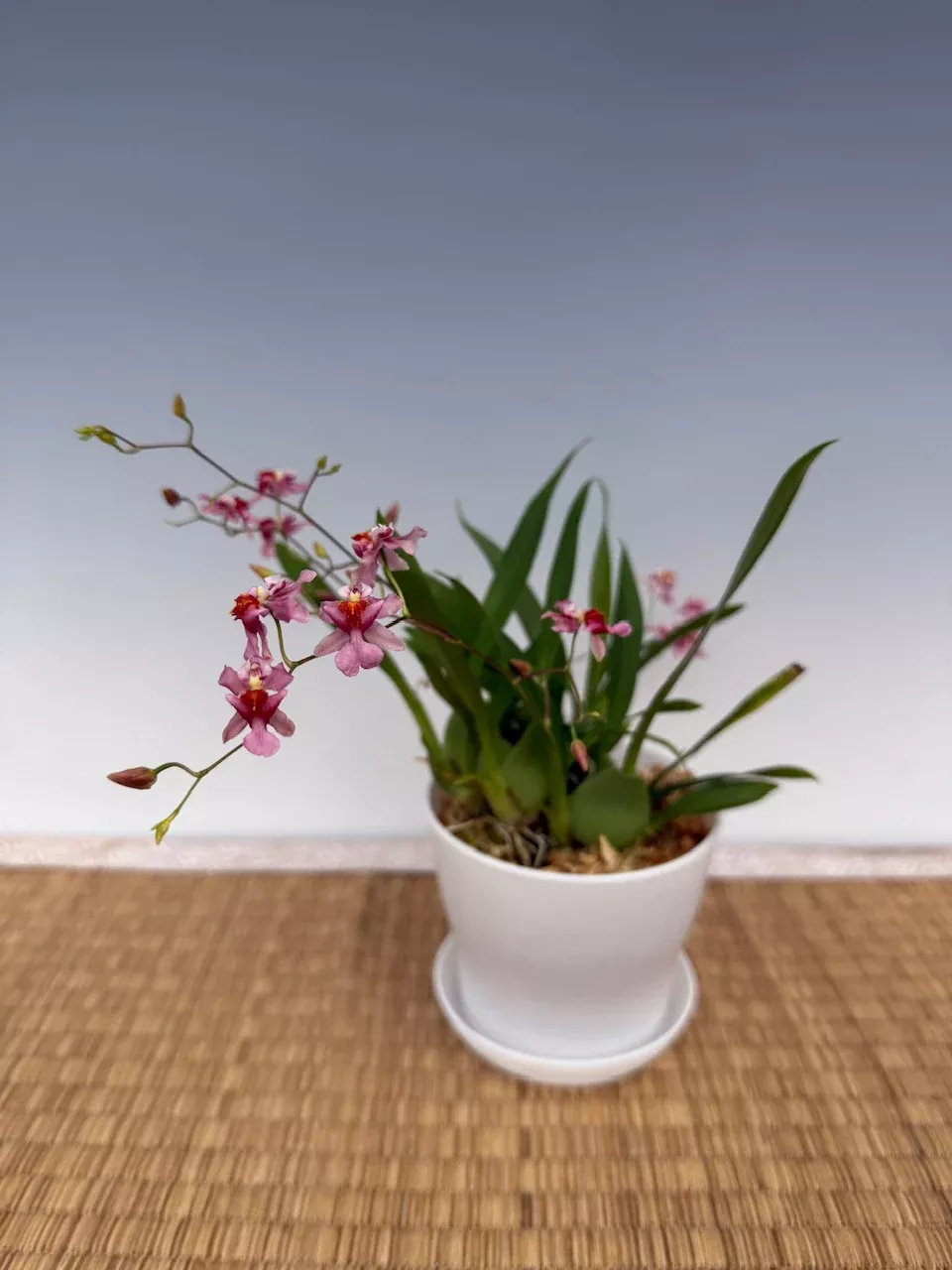 Oncidium Twinkle 'Pink Fantasy'