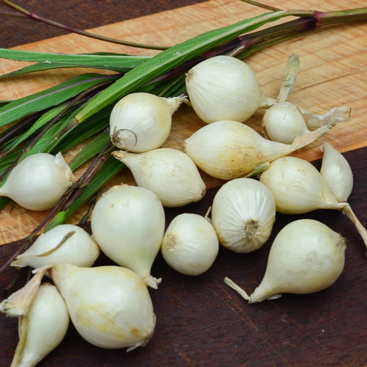 Onion (Sets) – Ebenezer, White