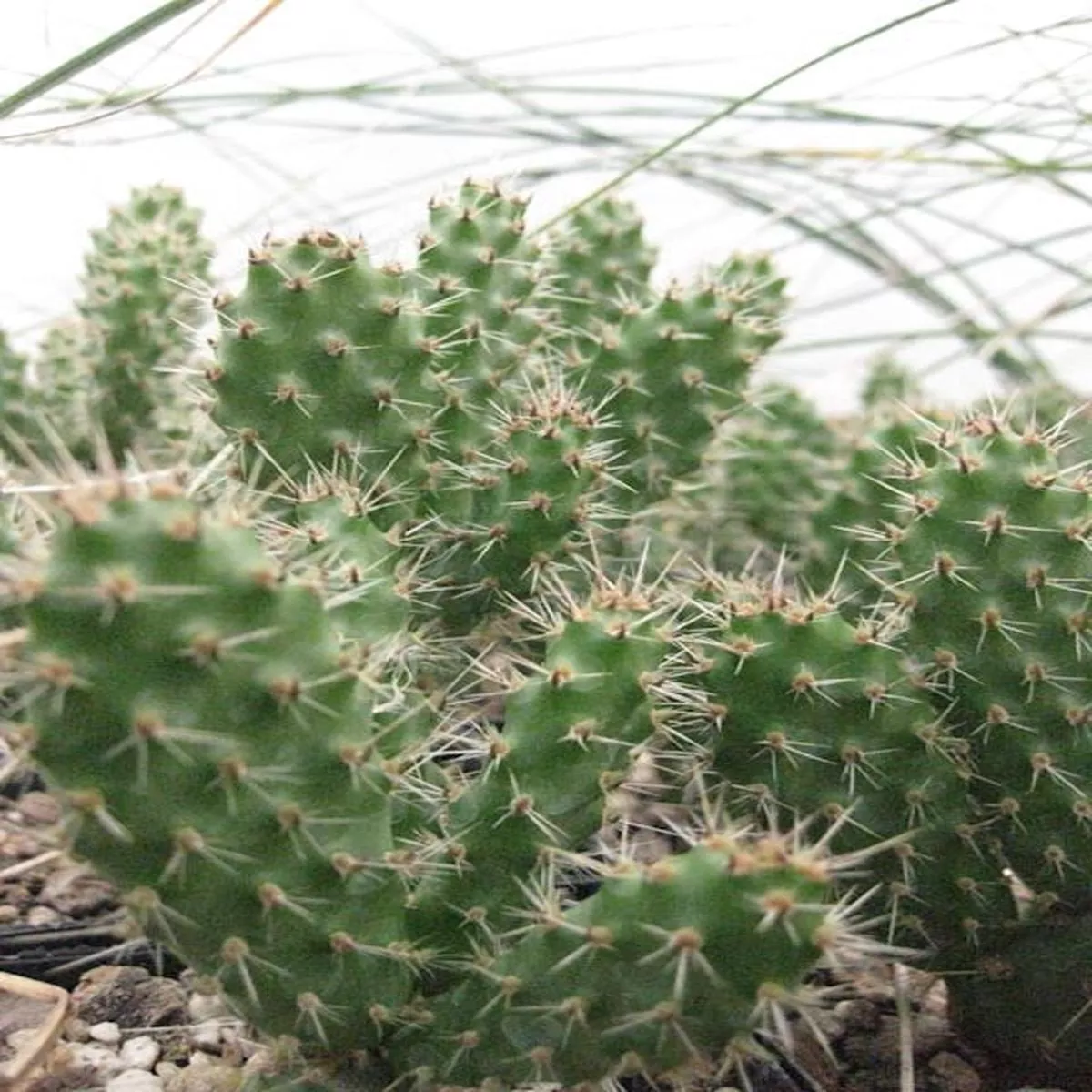 Opuntia’Achy Breaky ’