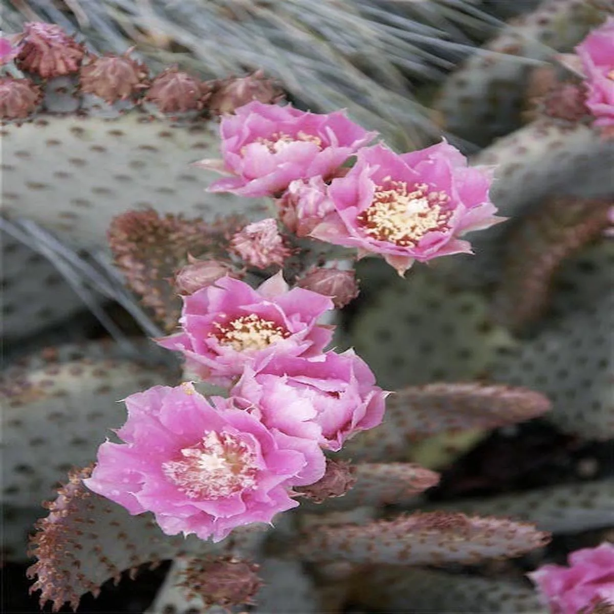 Opuntia basilaris’Peachy ’