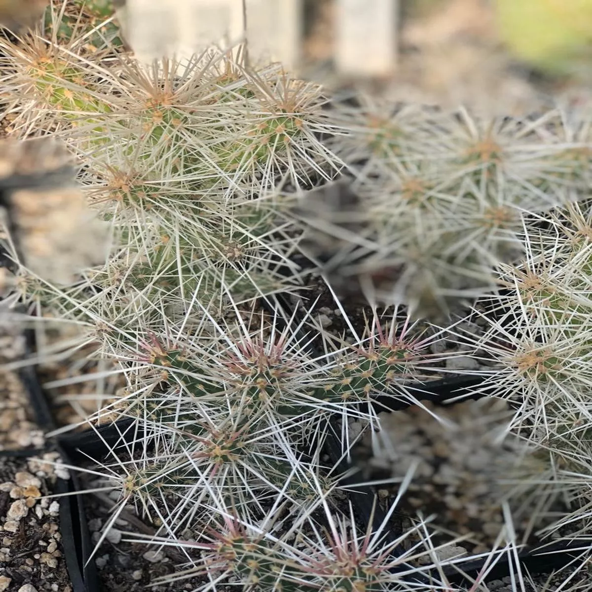 Opuntia whipplei’Snow Leopard ’