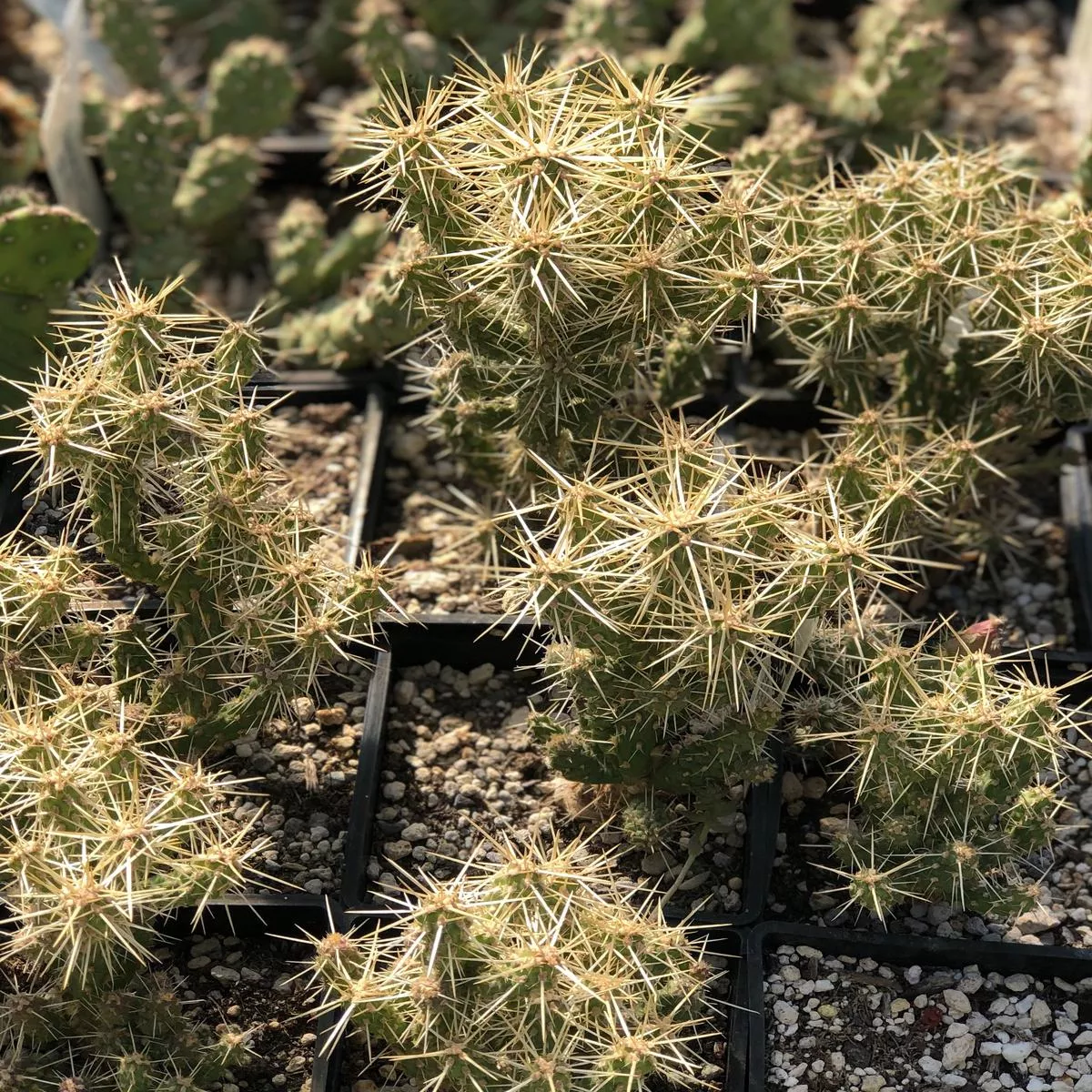 Opuntia whipplei’Tiny Tim ’