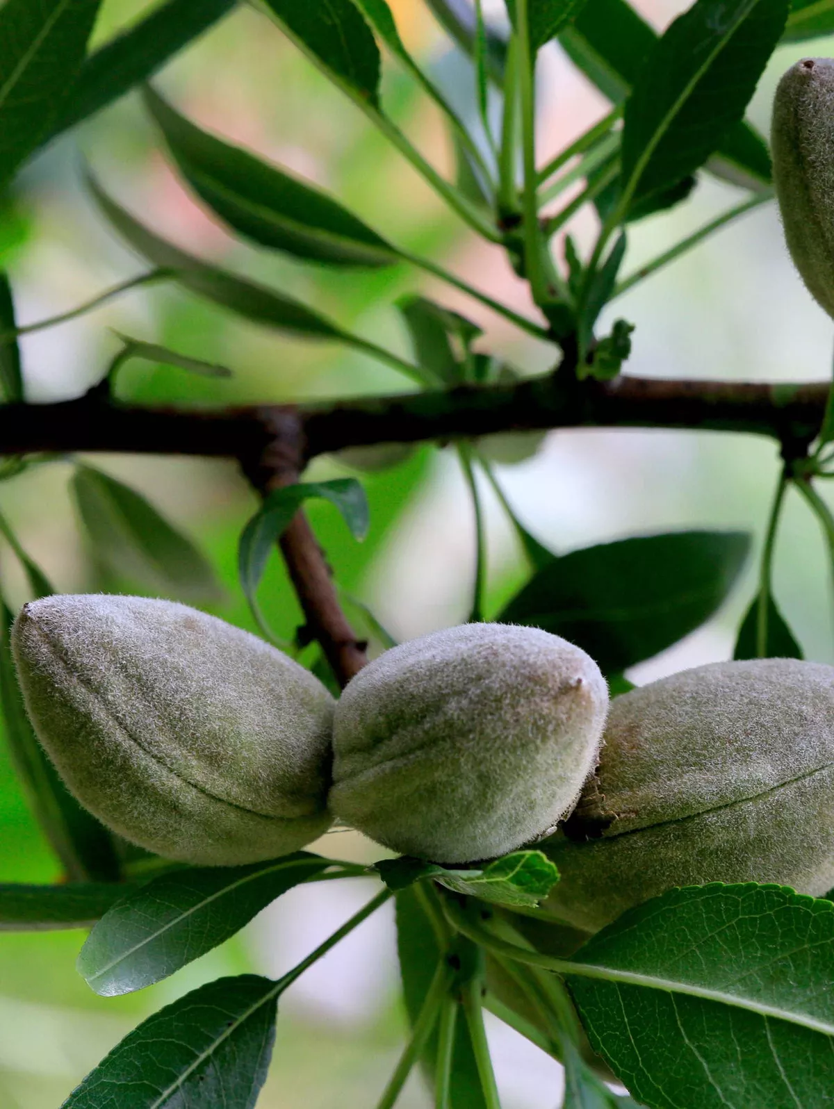 Oracle Almond™ – 1 Gallon Pot