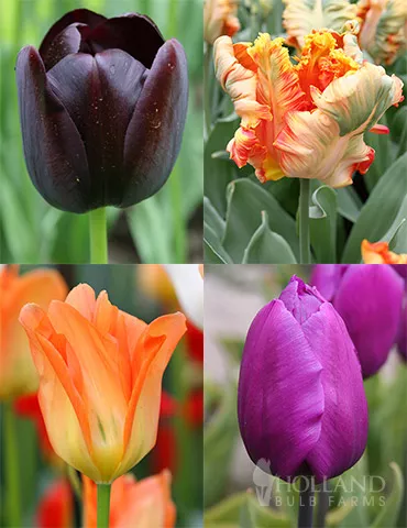 Orange & Purple Tulip Collection