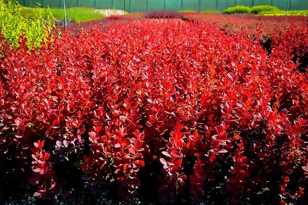 Orange Rocket Barberry