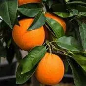 Orange (Valencia)
