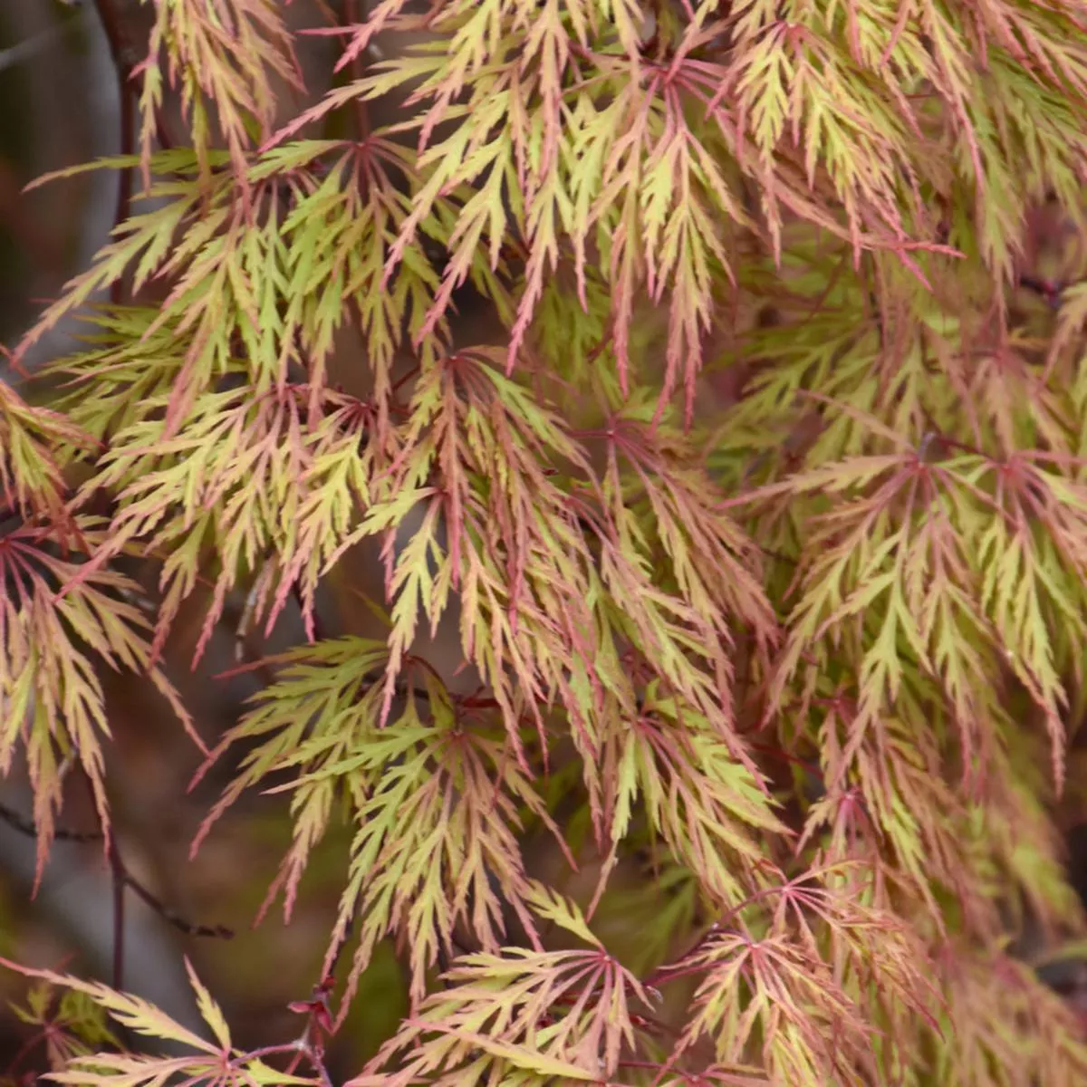 Orangeola Cutleaf Japanese Maple 150Cm B&B