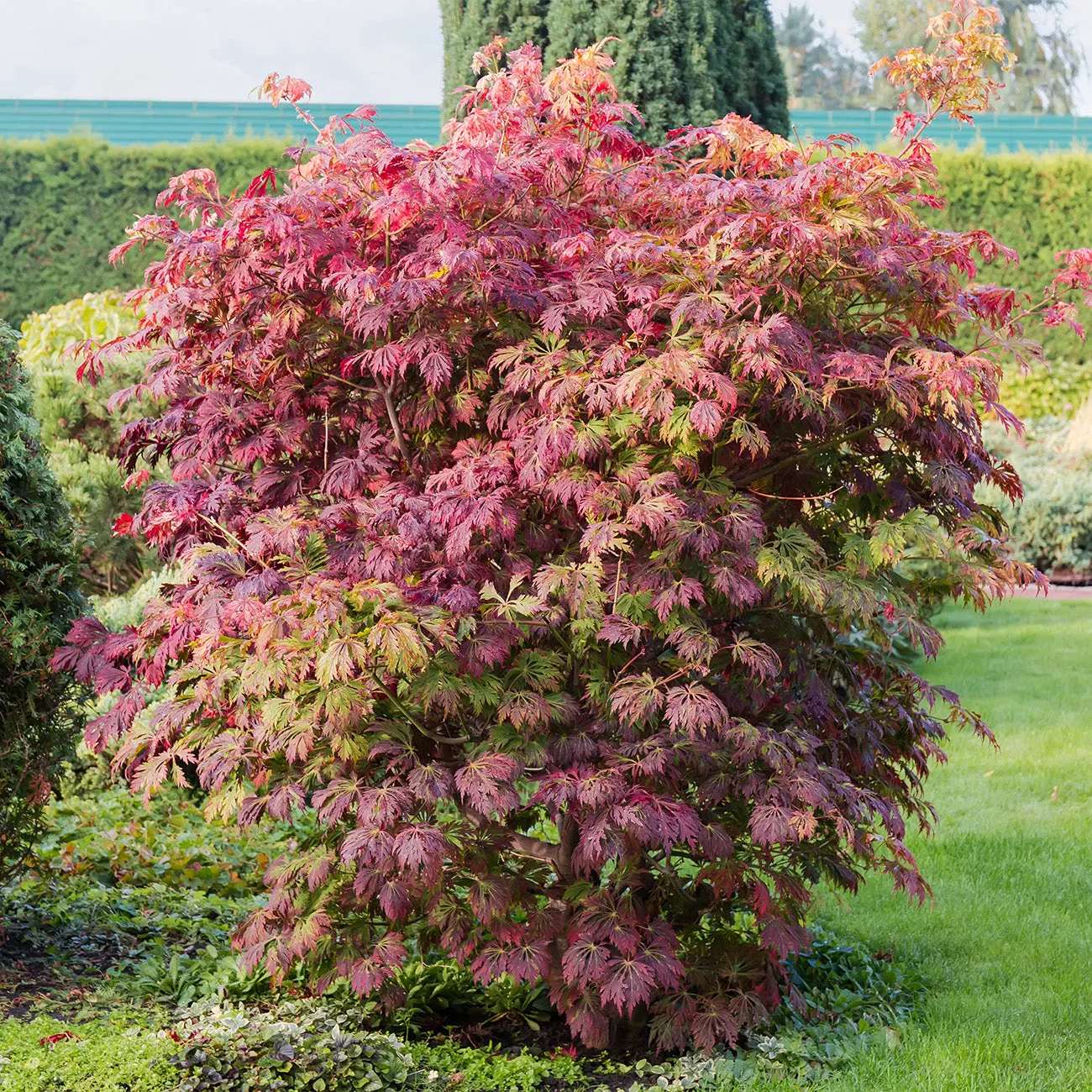 Orangeola Japanese Maple Tree – 1 Gallon
