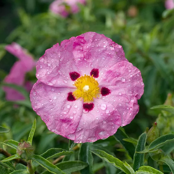 Orchid Rockrose – 5 Gallon