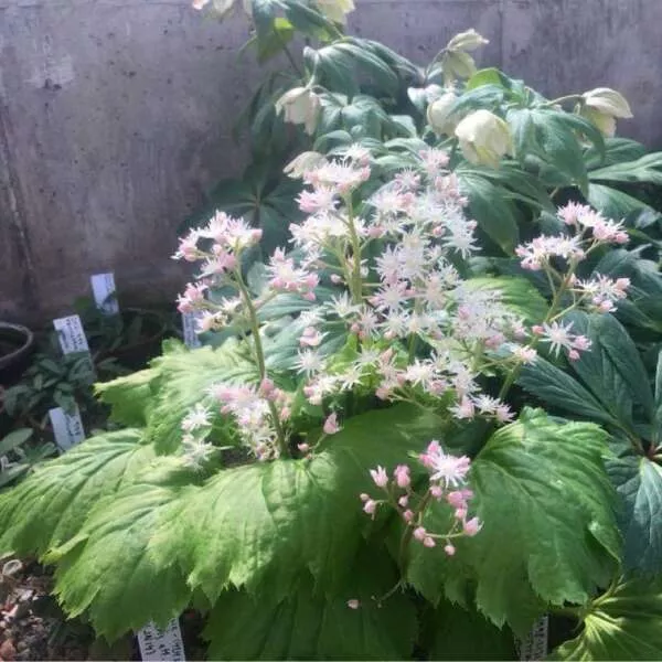 Oredenia ‘Fusion of Fire’