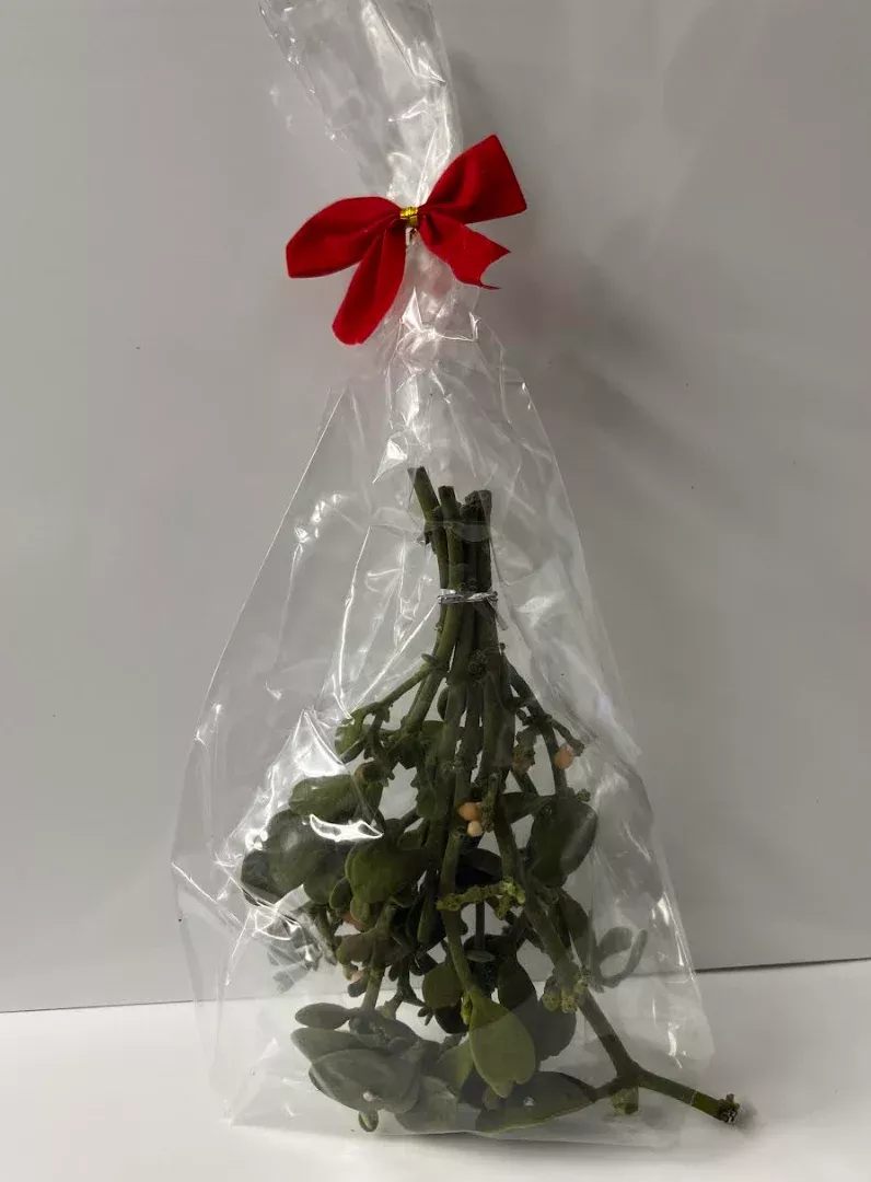 Oregon Mistletoe