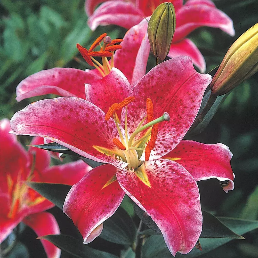 Oriental Lily Star Gazer