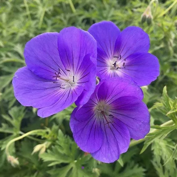 Orion Geranium (Cranesbill)