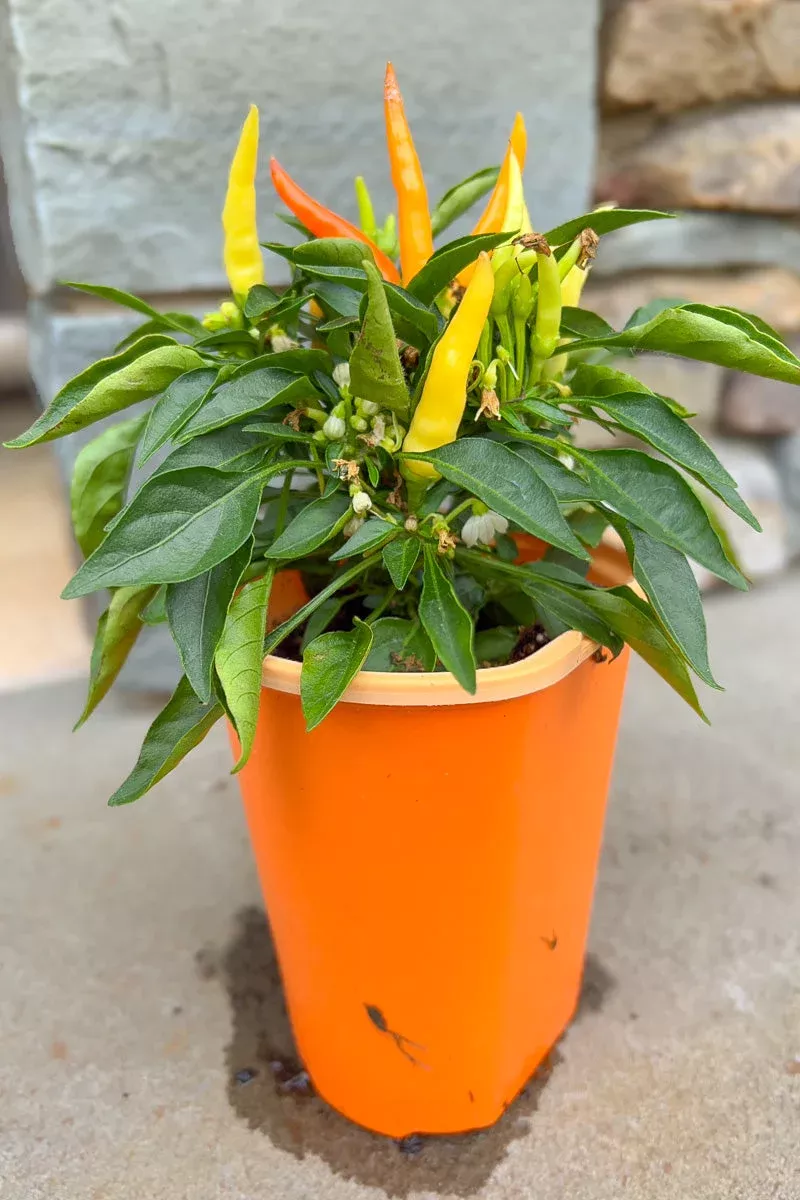 Ornamental Pepper, Medusa