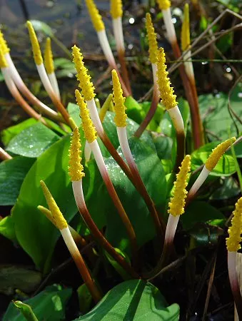 Orontium aquaticum