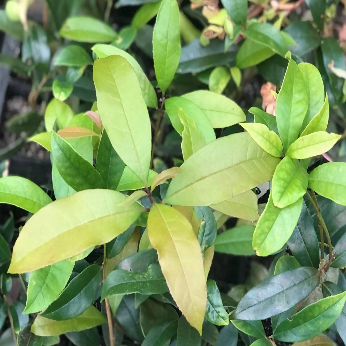 Osmanthus fragrans – Nanjing selection