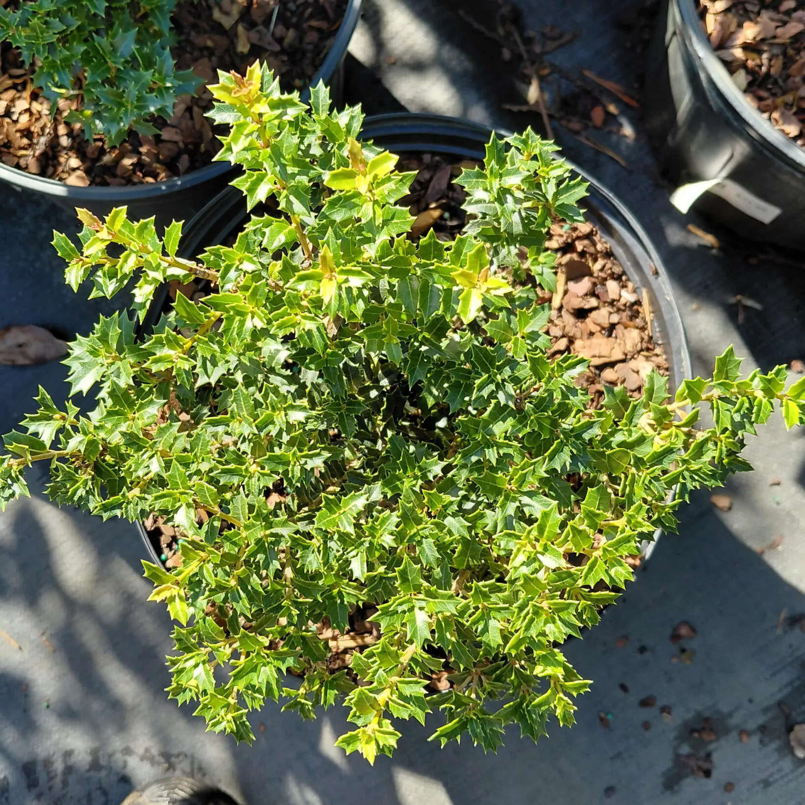 Osmanthus heterophyllus’Kaori Hime ’