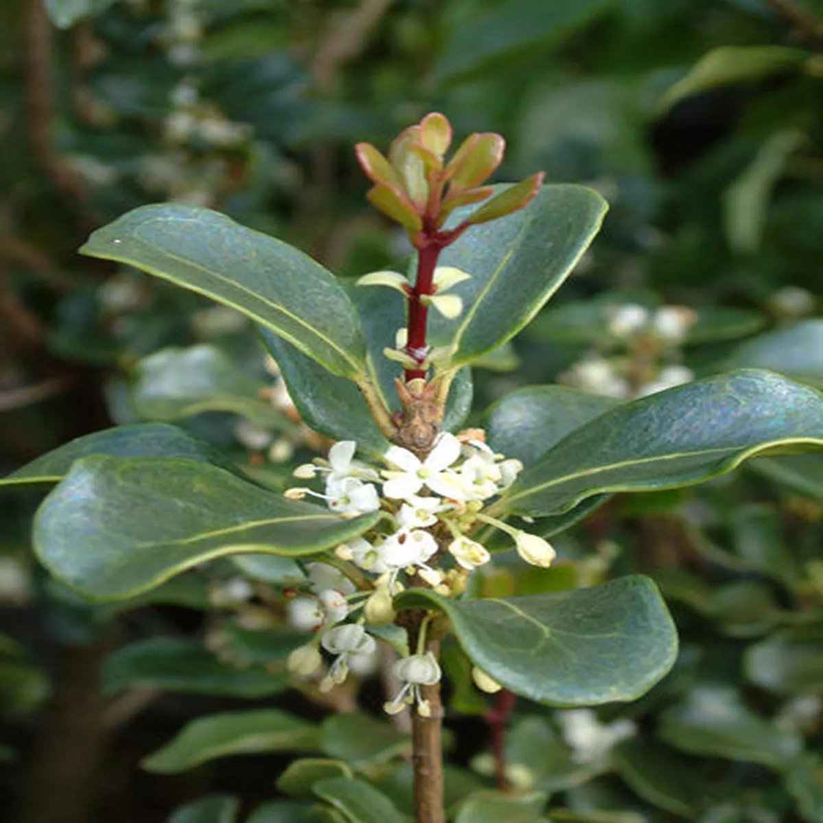 Osmanthus heterophyllus’Rotundifolius ’