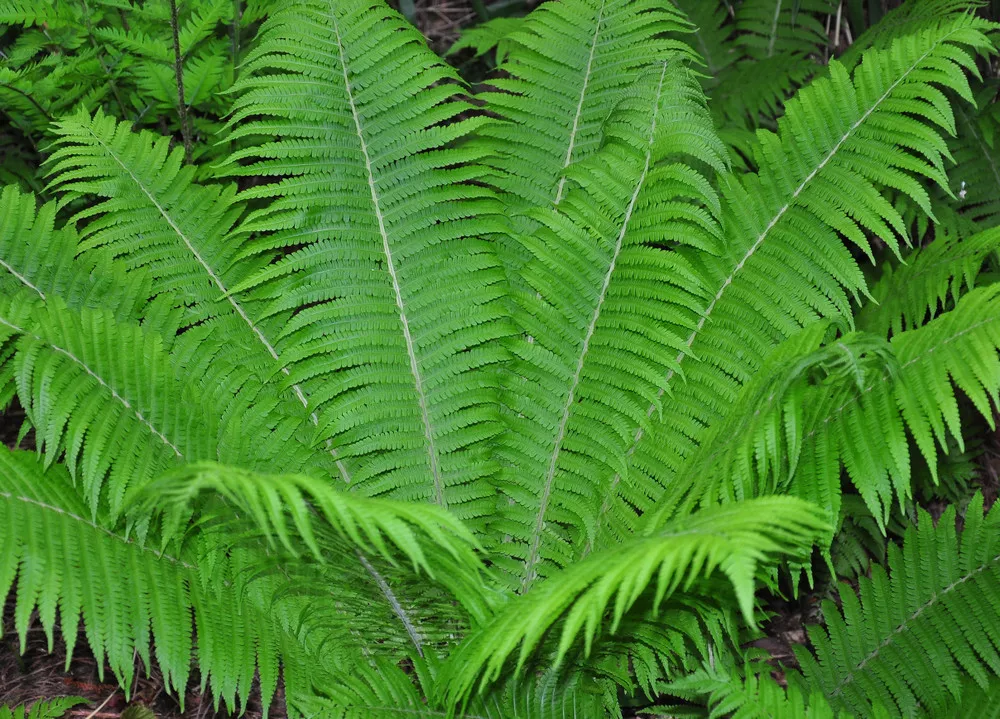 Ostrich Fern