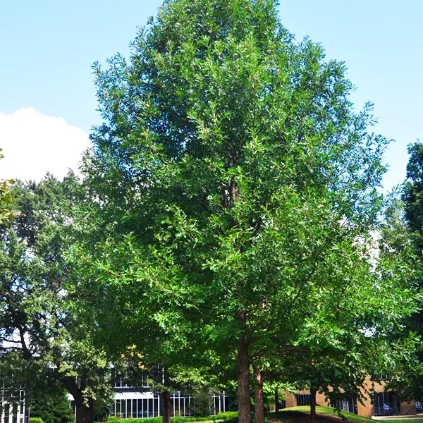 Overcup Oak Tree
