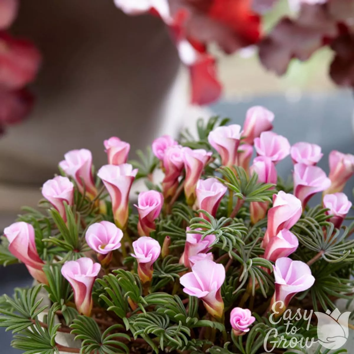 Oxalis – Autumn Pink